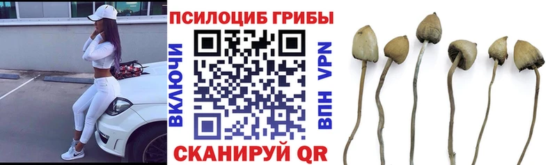 Псилоцибиновые грибы мицелий Ермолино